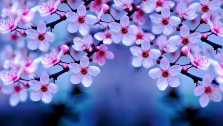Pink cherry blossom wallpaper