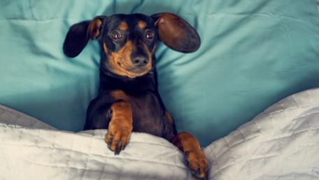 Cozy Dachshund Relaxing in Bed wallpaper