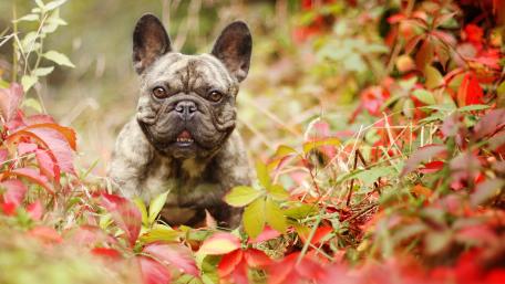French Bulldog Among Vibrant Autumn Leaves wallpaper