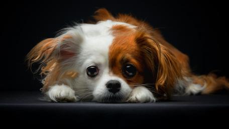 Adorable Papillon Dog in Relaxed Pose wallpaper