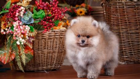 Adorable Pomeranian Puppy Surrounded by Flowers wallpaper