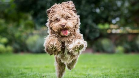 Joyful Dog in Action Wallpaper wallpaper