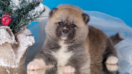 Adorable Fluffy Puppy by the Christmas Tree wallpaper