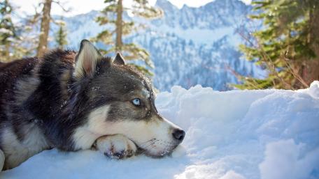 Winter Serenity with a Husky Dog in Snowy Landscape wallpaper