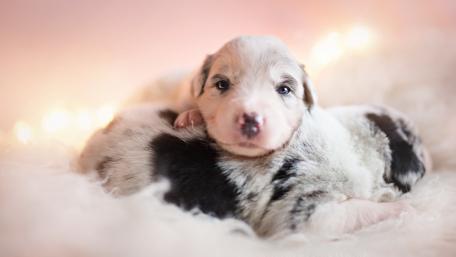 Adorable Puppies Nestled Together in Cozy Background wallpaper