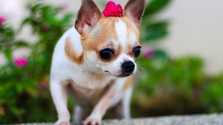 Cute Chihuahua with Flower Hairband in Vibrant Garden Scene wallpaper