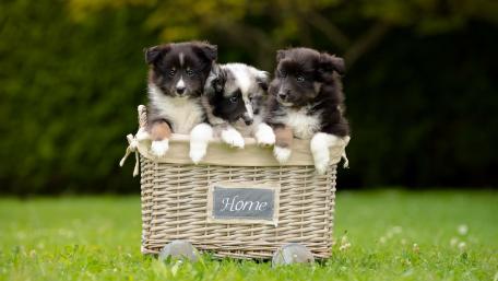 Adorable Puppies in a Cozy Basket wallpaper