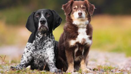 Adorable Duo of Canine Companions wallpaper