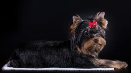 Charming Yorkshire Terrier Posing Elegantly wallpaper