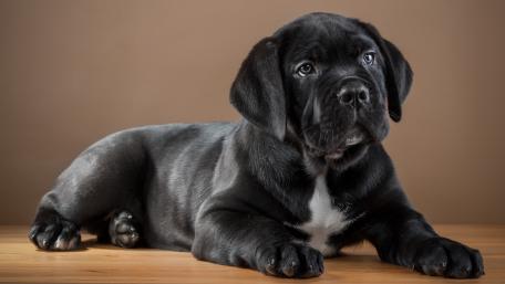 Black Cane corso puppy wallpaper