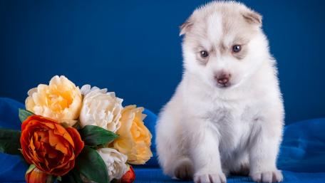 Adorable Husky Puppy Surrounded by Flowers wallpaper
