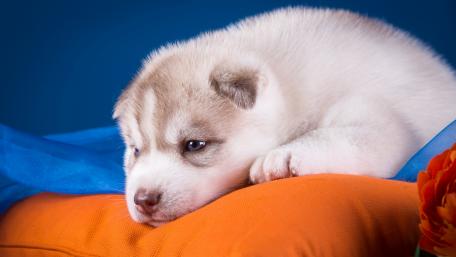 Adorable Husky Puppy Relaxing on a Cushion wallpaper