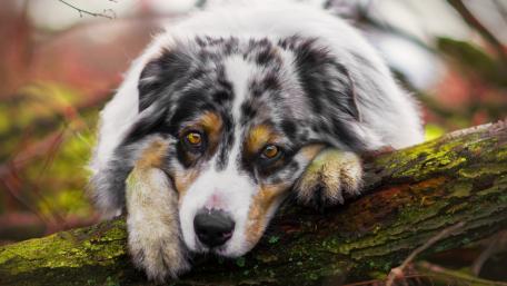 Playful Australian Shepherd in Nature Exploration wallpaper