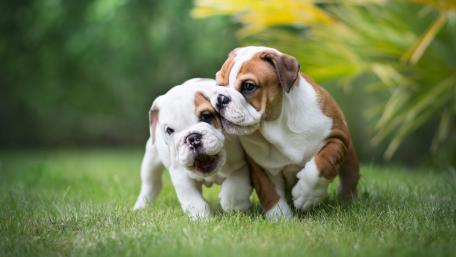 Adorable Bulldog Puppies Playing Together wallpaper