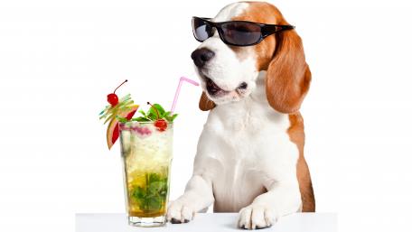 Cool Beagle Enjoying a Cocktail Moment wallpaper