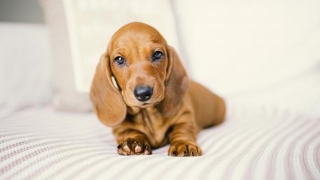 Adorable Dachshund Puppy on Cozy Blanket wallpaper