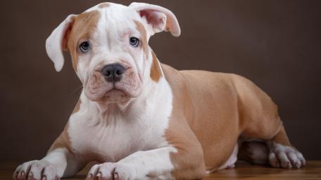 Adorable Puppy with Expressive Eyes and Soft Fur wallpaper