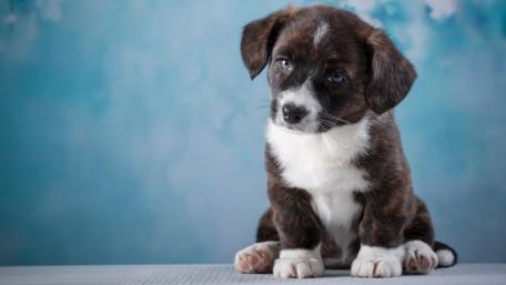 Cute Puppy Sitting with Endearing Expression wallpaper
