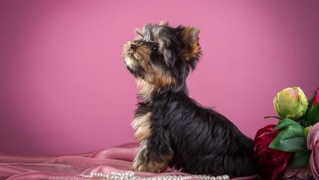 Charming Yorkshire Terrier with Floral Accents wallpaper