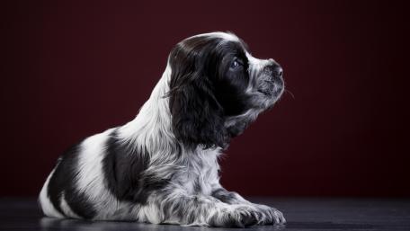 Cute Spaniel Puppy in Stunning 4K Quality wallpaper