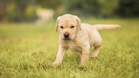 Adorable Golden Retriever Puppy Playing in the Grass wallpaper
