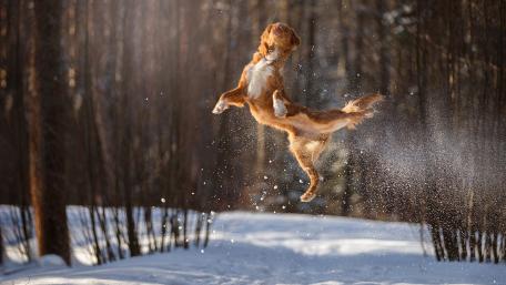 Joyful Dog Leaping in Winter Wonderland wallpaper