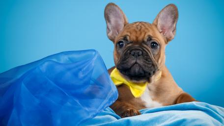 Charming French Bulldog in a Bow Tie wallpaper