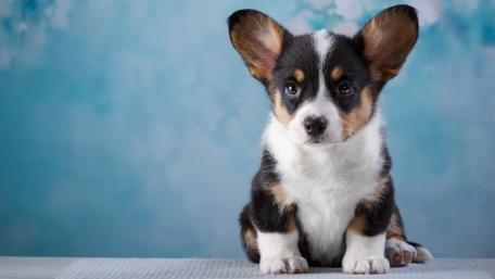 Cardigan Welsh Corgi puppy wallpaper
