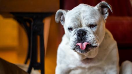 Playful Bulldog Sticking Out Its Tongue wallpaper