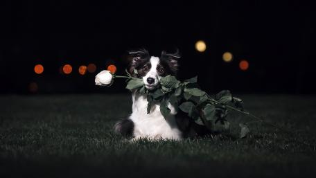 Elegant Border Collie with Rose at Night wallpaper