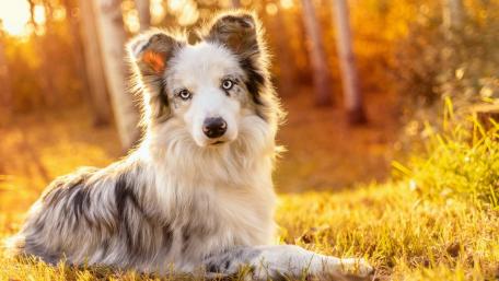 Autumn Serenity with an Australian Shepherd wallpaper