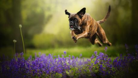 Joyful Boxer Dog Leaping Through Flowers wallpaper