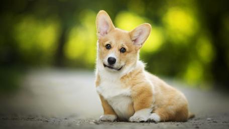 Corgi puppy wallpaper