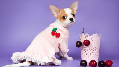 Charming Chihuahua in a Cute Sweater Fully Embracing Style and Playfulness wallpaper