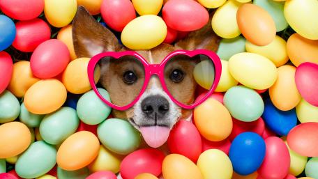 Cute Dog in Sunglasses Among Colorful Easter Eggs wallpaper