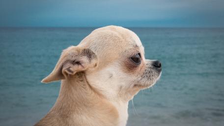 Charming Chihuahua by the Sea wallpaper