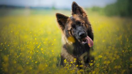 Playful German Shepherd in a Vibrant Field of Flowers wallpaper