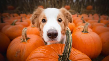 Autumn Delight A Dog Among Pumpkins wallpaper
