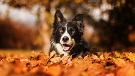 Autumn Bliss with a Border Collie Dog wallpaper