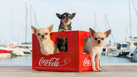 Charming Chihuahuas in a Fun Coca-Cola Bin wallpaper
