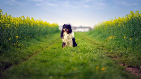 Charming Dog in a Flower-Laden Field wallpaper