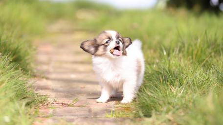 Papillon puppy wallpaper