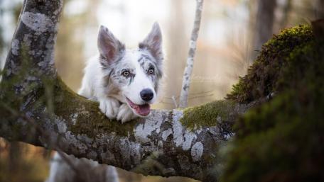 Border Collie wallpaper