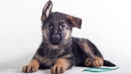 Adorable German Shepherd Puppy Relaxing on Surface wallpaper