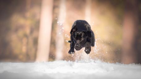 Joyful Black Dog Leaping Through Snowy Wonderland wallpaper