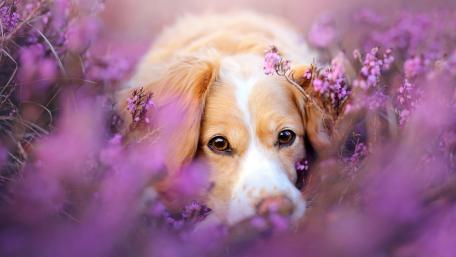 Golden Retriever Among Vibrant Flowers wallpaper