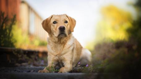Golden Lab Posing in Nature wallpaper