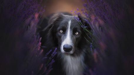 Graceful Border Collie Amidst Lavender Blooms wallpaper