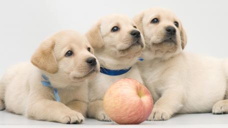 Adorable Golden Retriever Puppies with Apple Decor wallpaper