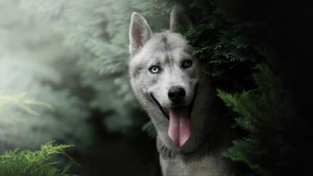 Siberian Husky in Lush Greenery with Playful Expression wallpaper